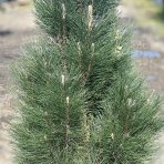 Borovica čierna (Pinus nigra) ´GREEN TOWER´ - výška 120-140 cm, kont. C35L